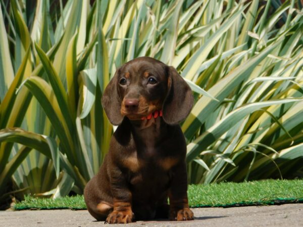Helen Miniature Dachshund Helen Miniature Dachshund