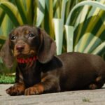 Helen-female-miniature-dachshund-puppy-for-sale- (2)
