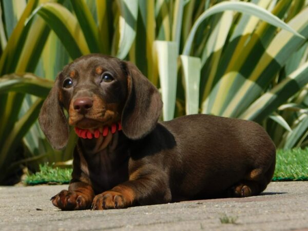 Helen Miniature Dachshund Helen Miniature Dachshund