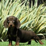 Helen-female-miniature-dachshund-puppy-for-sale- (3)