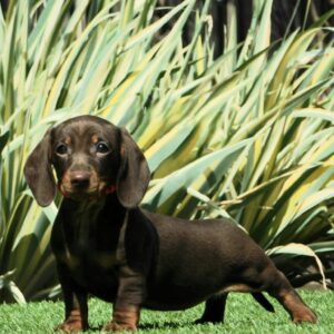 Helen Miniature Dachshund Helen Miniature Dachshund