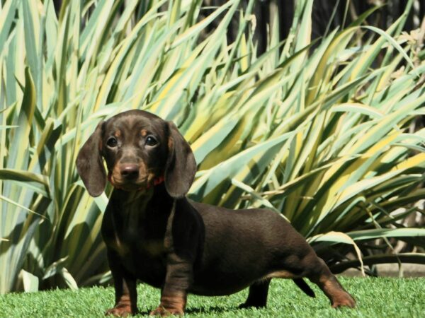 Helen Miniature Dachshund Helen Miniature Dachshund