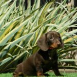 Helen-female-miniature-dachshund-puppy-for-sale- (4)