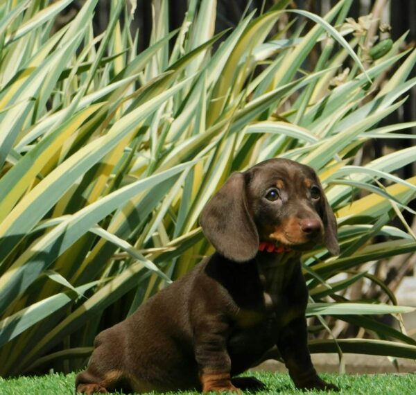 Helen Miniature Dachshund Helen Miniature Dachshund