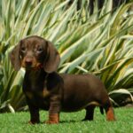 Honey-female-miniature-dachshund-puppy-for-sale- (1)