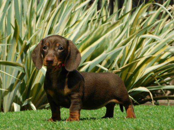 Honey Miniature Dachshund buy-a-puppy-abroad-safely