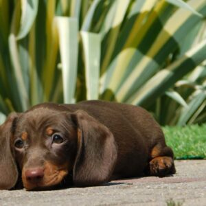 Honey Miniature Dachshund Honey Miniature Dachshund