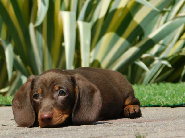 Honey Miniature Dachshund Honey Miniature Dachshund