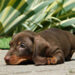 Honey-female-miniature-dachshund-puppy-for-sale- (3)