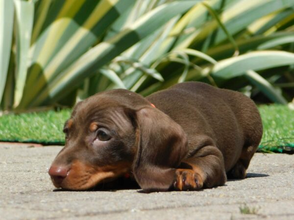 Honey Miniature Dachshund Honey Miniature Dachshund