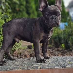Icarus French Bulldog Icarus French Bulldog