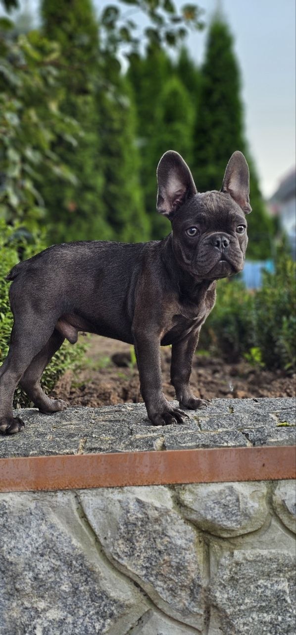 Icarus French Bulldog Icarus French Bulldog