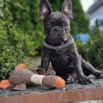 Icarus-male-French-puppy-for-sale-2