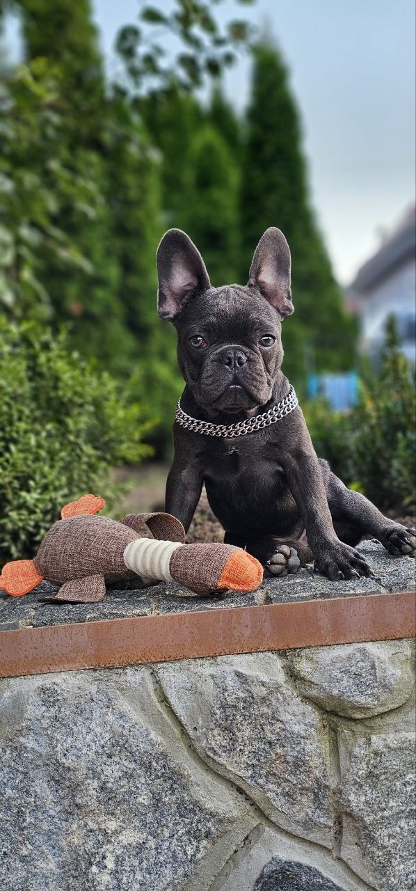 Icarus French Bulldog Icarus French Bulldog