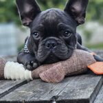 Icarus-male-French-puppy-for-sale-3