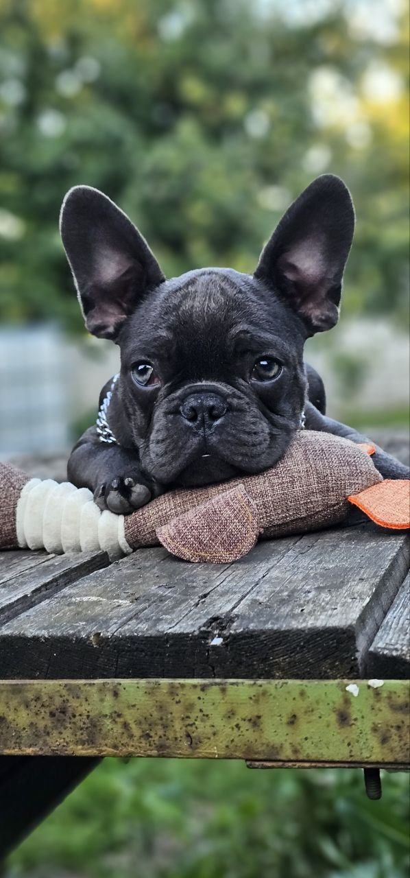 Icarus French Bulldog Icarus French Bulldog