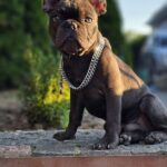 Icarus-male-French-puppy-for-sale-4