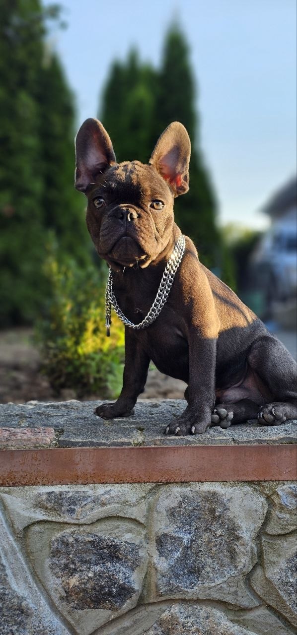 Icarus French Bulldog Icarus French Bulldog