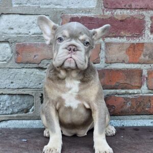 Idzhi Big Rope French Bulldog Idzhi Big Rope French Bulldog