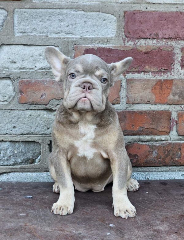 Idzhi Big Rope French Bulldog Idzhi Big Rope French Bulldog