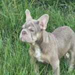 Idzhi-female-big-rope-french-bulldog-puppy-for-sale-1 (2)