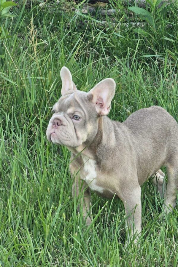 Idzhi Big Rope French Bulldog Idzhi Big Rope French Bulldog