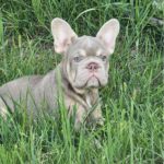 Idzhi-female-big-rope-french-bulldog-puppy-for-sale-1 (3)