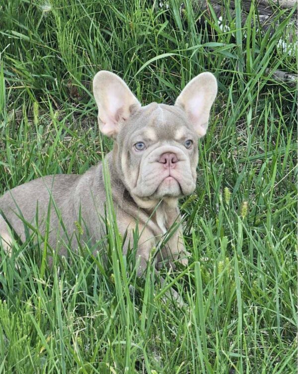 Idzhi Big Rope French Bulldog Idzhi Big Rope French Bulldog