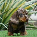 Igor-male-miniature-dachshund-puppy-for-sale- (1)