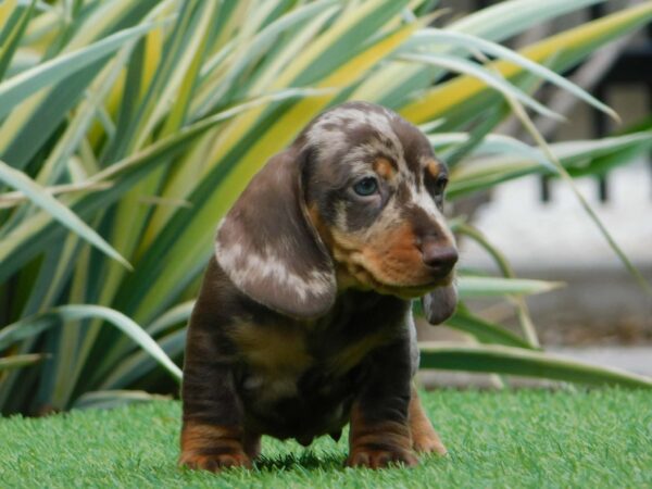 Igor Miniature Dachshund Igor Miniature Dachshund