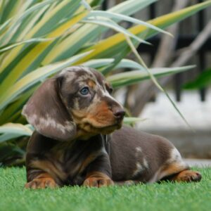 Igor Miniature Dachshund Igor Miniature Dachshund