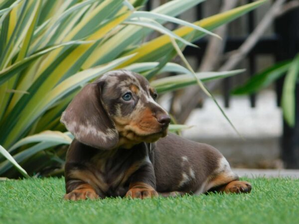 Igor Miniature Dachshund Igor Miniature Dachshund