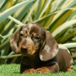 Igor-male-miniature-dachshund-puppy-for-sale- (3)