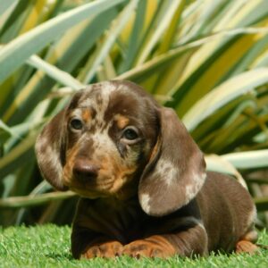 Igor Miniature Dachshund Igor Miniature Dachshund