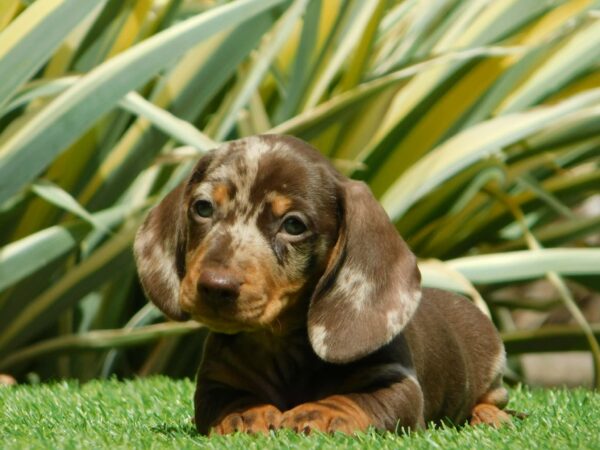 Igor Miniature Dachshund Igor Miniature Dachshund