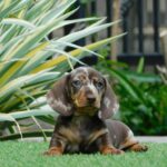 Igor-male-miniature-dachshund-puppy-for-sale- (4)