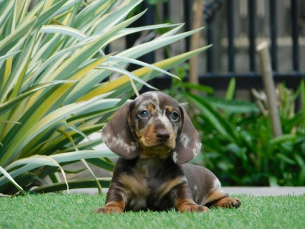 Igor Miniature Dachshund Igor Miniature Dachshund