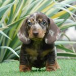 Igor-male-miniature-dachshund-puppy-for-sale- (5)