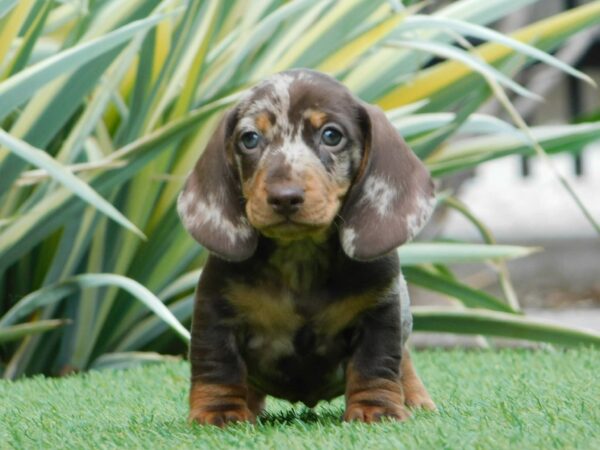 Igor Miniature Dachshund Igor Miniature Dachshund