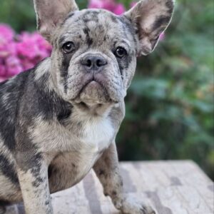 Indigo French Bulldog Indigo French Bulldog