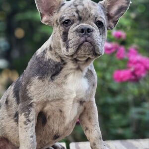 Indigo French Bulldog Indigo French Bulldog
