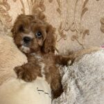 Inguan-male-cavapoo-puppy-for-sale- (1)