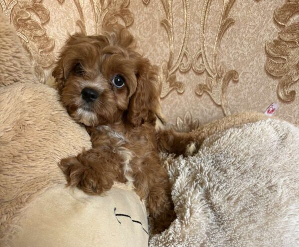 Inguan Cavapoo Inguan Cavapoo