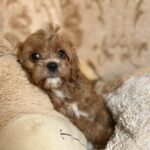 Inguan-male-cavapoo-puppy-for-sale- (2)