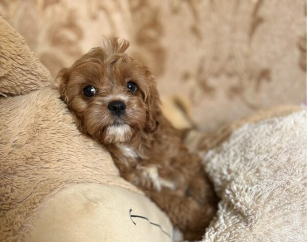 Inguan Cavapoo Inguan Cavapoo