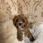 Inguan-male-cavapoo-puppy-for-sale- (3)