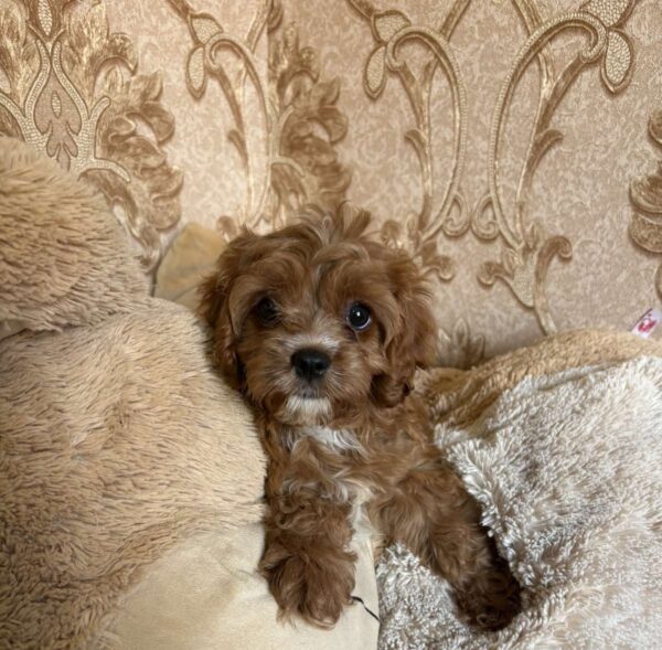 Inguan Cavapoo Inguan Cavapoo