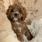 Inguan-male-cavapoo-puppy-for-sale- (4)
