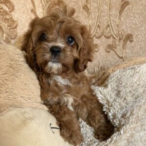 Inguan Cavapoo Inguan Cavapoo