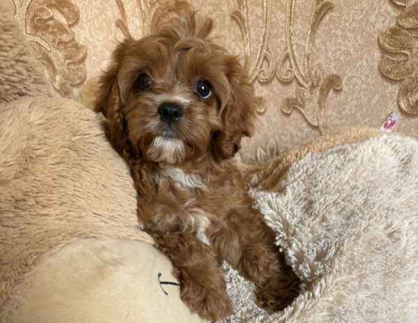 Inguan Cavapoo Inguan Cavapoo